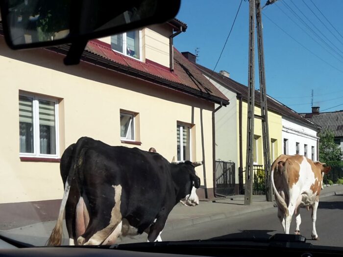 korowy pogłowie obora