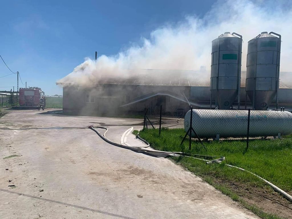 ferma drobiu w Bieżuniu, powiat żuromiński, wypalanie wytłaczanek do jajek, Józef Dobies