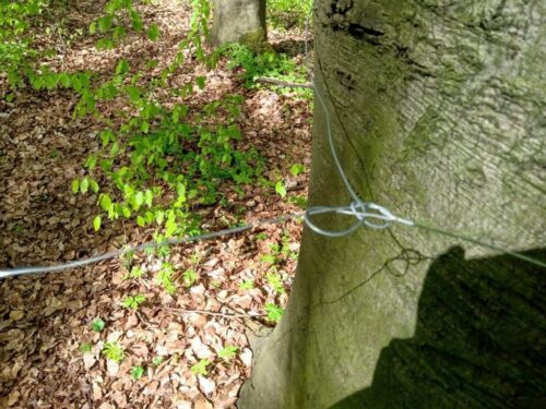 las, ściółka, pożary lasów, susza