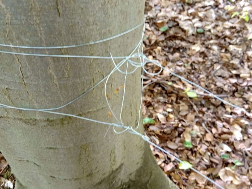 las, ściółka, pożary lasów, susza
