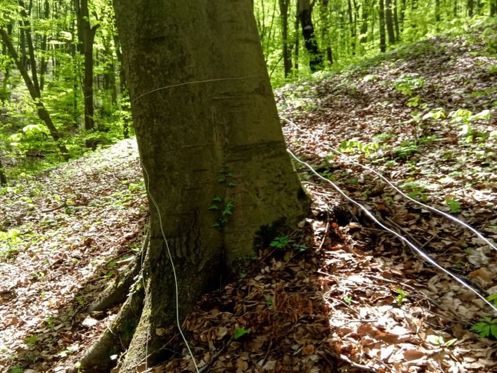 las, ściółka, pożary lasów, susza