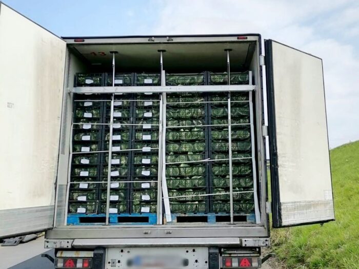 transport kalafiorów, marihuana w wwarzywach, jędrzychowice