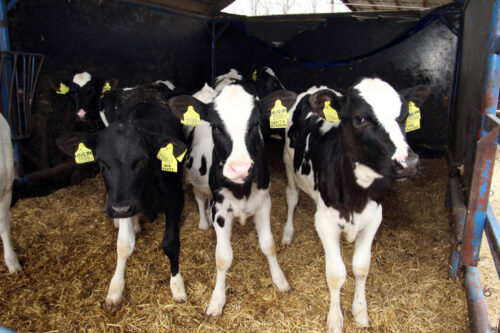 pogłowie bydła, krowy mleczne, krowy mięsne, cielęta, buhaje, opasy, cena żywca, import bydła, bydło dorosłe