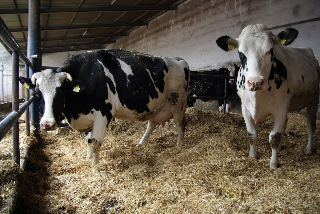pfhbipm, krowy mleczne, ocena użytkowości mlecznej, parametry rozrodu, ciąża, zasuszenie, okres międzywycieleniowy