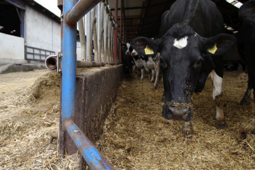 ngo, organizacje rolnicze, obrońcy zwierząt, odbiór zwierząt, ustawa o ochronie zwierząt, bydło mięsne, monitoring