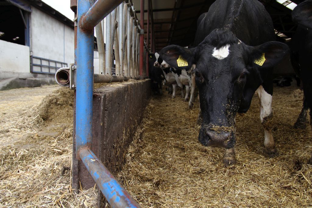 ngo, organizacje rolnicze, obrońcy zwierząt, odbiór zwierząt, ustawa o ochronie zwierząt, bydło mięsne, monitoring