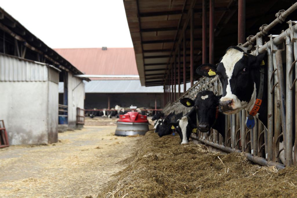 mastitis, zapalenie wymienia, Phibro, higiena przedudojowa, higiena poudowjowa, wymię, strzyki, dipping, piana