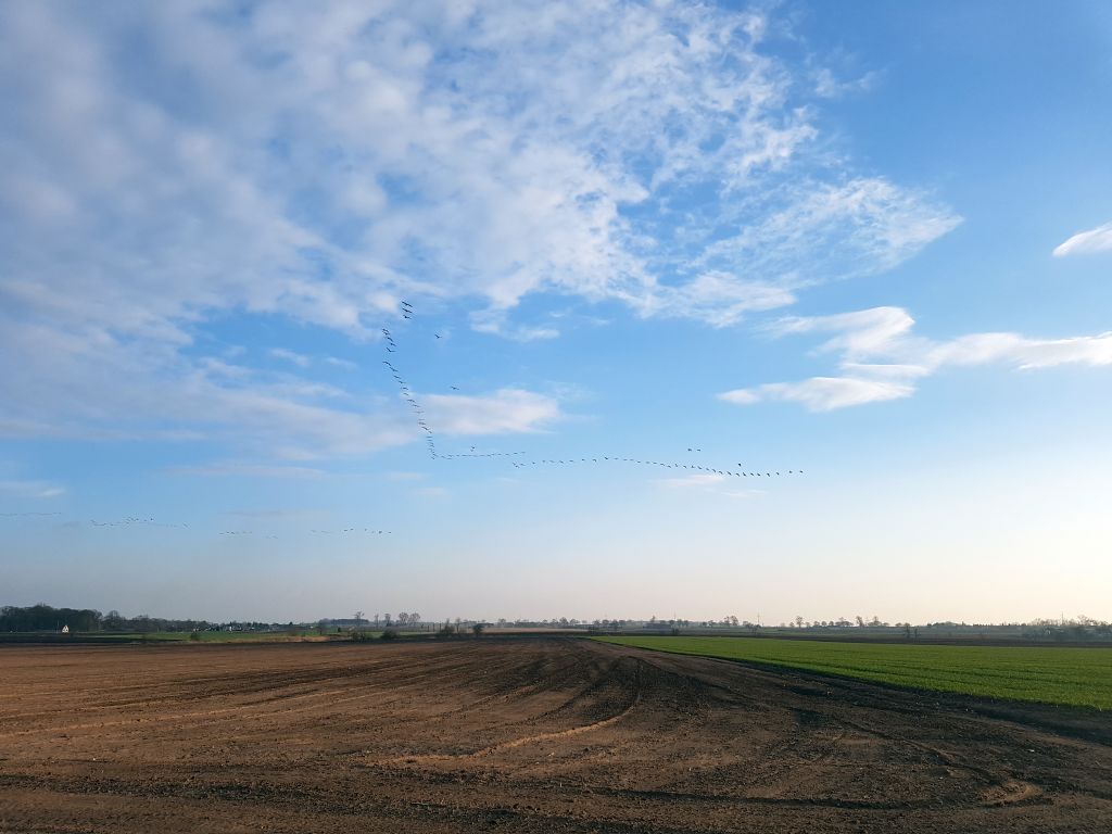 HPAI, grypa ptaków, ognisko HPAI, Inspekcja Weterynaryjna, hodowcy drobiu, bioasekuracja, KIPDiP, hodowcy drobiu