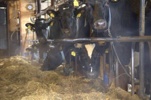 mlekomat Toruń, sprzedaż mleka