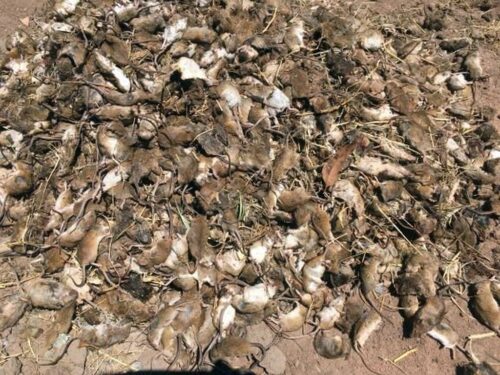 plaga myszy w australii, Nowa Południowa Walia, Michael McCormack, organizacja PETA