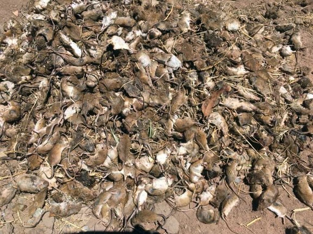 plaga myszy w australii, Nowa Południowa Walia, Michael McCormack, organizacja PETA