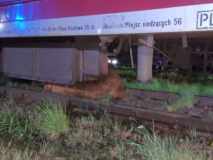 krowy pod pociągiem, bierutów, KP PSP Oleśnica, lekarz weterynarii