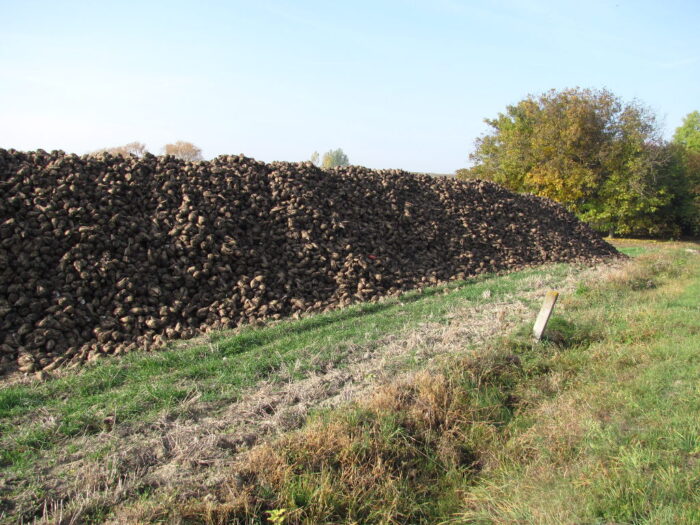 Nordzucker Polska, cena za buraki cukrowe, KZPBC, Cukrownia Chełmża,
