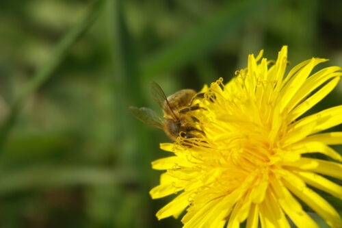 pszczoły, rzepak, kwitnienie