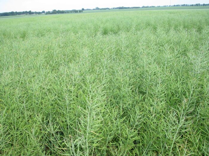 Juliusz Młodecki, Polska Koalicja Biopaliw i Pasz Białkowych, biopaliwa, Adam Stępień