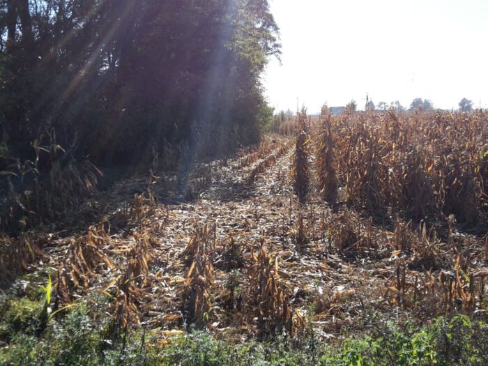 rak kolczystokomórkowy, rak skóry, rolnictwo, sadownictwo, promieniowanie słoneczne
