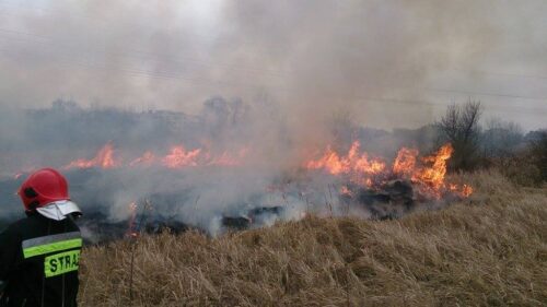 pożary traw, wypalanie traw, Karol Kierzkowski, Państwowa Straż Pożarna