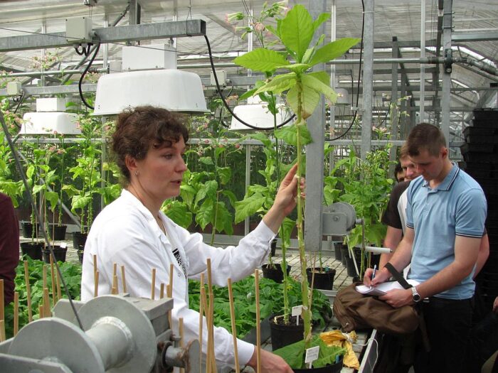 Arysta LifeScience, choroby, białko, grzyby, Alternaria tenuissima, Atailing, warzywa, tytoń