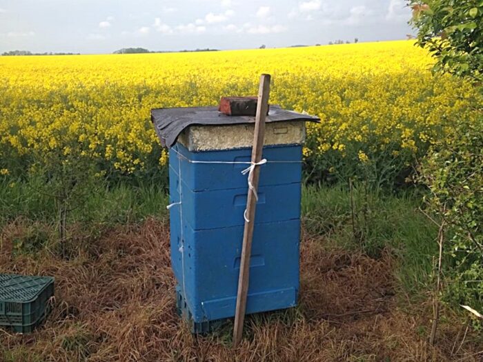 Koło Pszczelarzy w Wągrowcu, opryski upraw, kwitnący rzepak