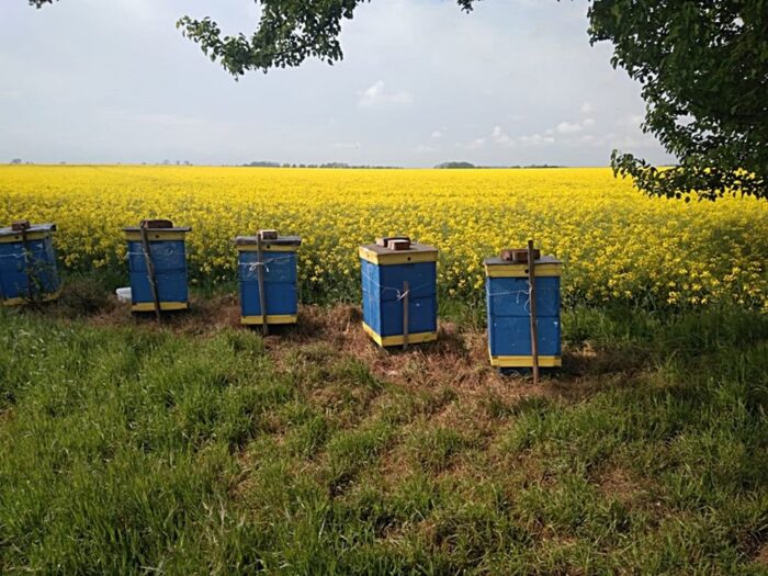 Polski Związek Pszczelarski, ptaki z rodziny dzięciołowych, straty w pasiekach, Ministerstwa Klimatu i Środowiska