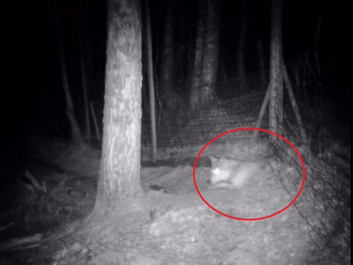 ataki wilków, Łukowe, powiat sanocki, Monika Hędrzak, Bytów