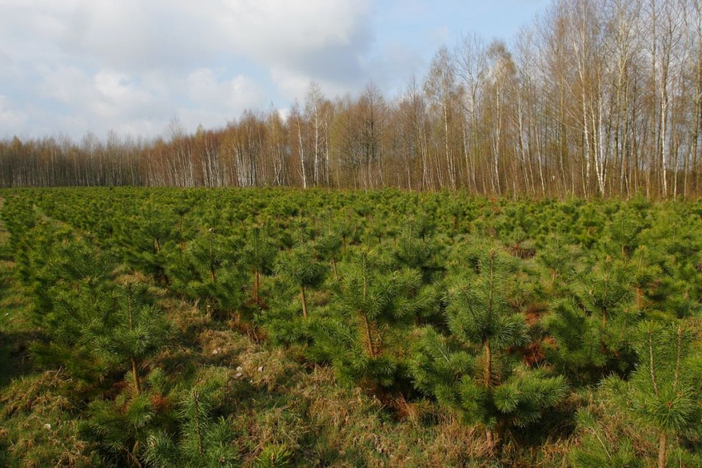 Pomoc na zalesianie, prow 2014-2020, wsparcie dla rolnictwa, ministerstwo rolnictwa