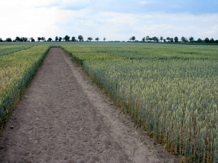 nawożenie, NIK, raport, gleba, uprawa, badanie gleby