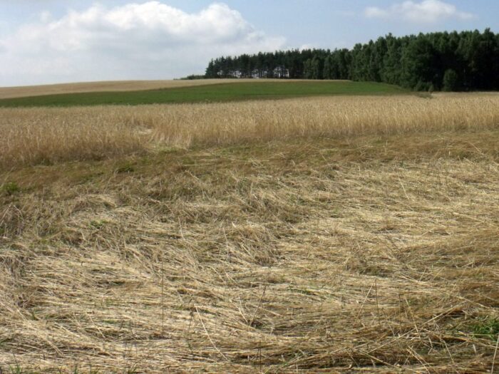 Naczelny Sąd Administracyjny, RPO, płatności bezpośrednie, władanie gruntami rolnymi