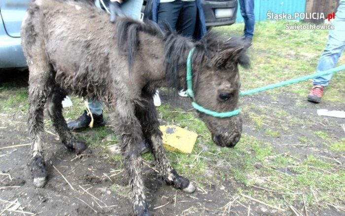 Świętochłowice, konie i kuce, znęcanie się nad zwierzętami