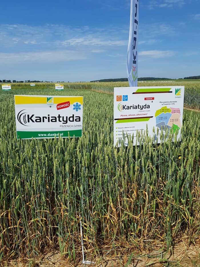 Dzień pola Danko w Sobiejuchach, Danko, Odmiany Danko, Asory, Kariatyda, nowe odmiany zbóż Danko