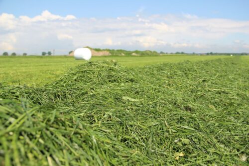 idealny balot, sianokiszonka, trawa, lucerna, Krowie na Zdrowie,