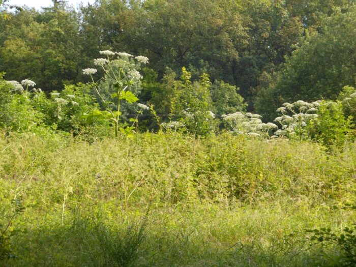 Barszcz Sosnowskiego , gmina Kępice, Inwazja obcych roślin, Magdalena Majewska