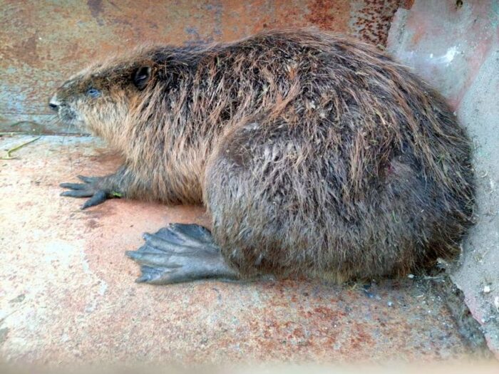 agresywny bóbr na posesji, Żerniki, Tomaszów Lubelski, inspekcja weterynaryjna