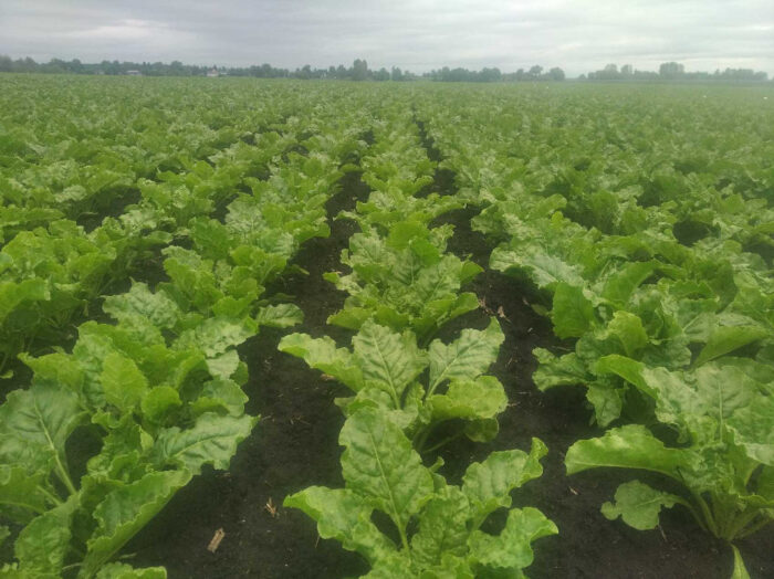 burak cukrowy, rośliny, pole, niebo