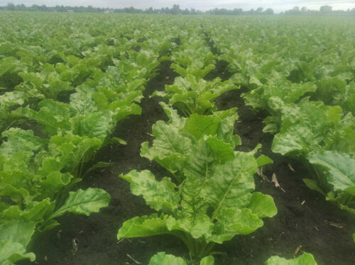 burak cukrowy, pole, rzędy, Sahryń