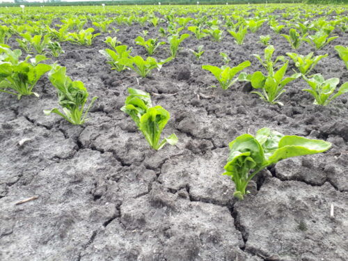 buraki, pole, Sahryń