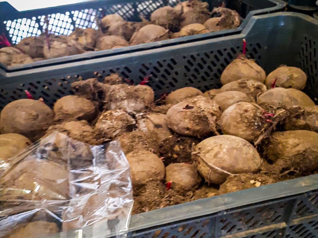 buraki cukrowe, cukier, produkcja, uprawa buraków, ministserstwo rolnictwa, Krzysztof Jurgiel