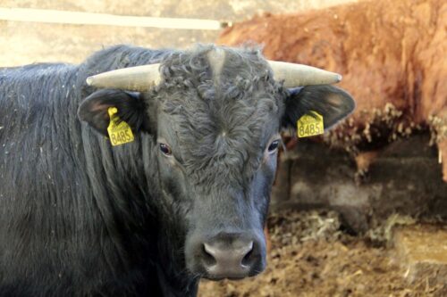 cena bydła, skup żywca wołowego, wołowina, ceny w Polsce,