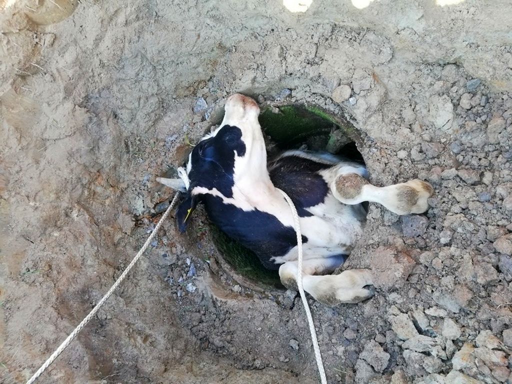 byk w studni, Wilczęta , powiat  braniewski, KP PSP Braniewo