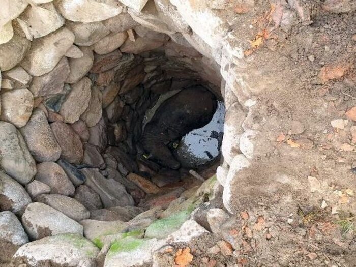 byk w studni, Wilczęta , powiat  braniewski, KP PSP Braniewo