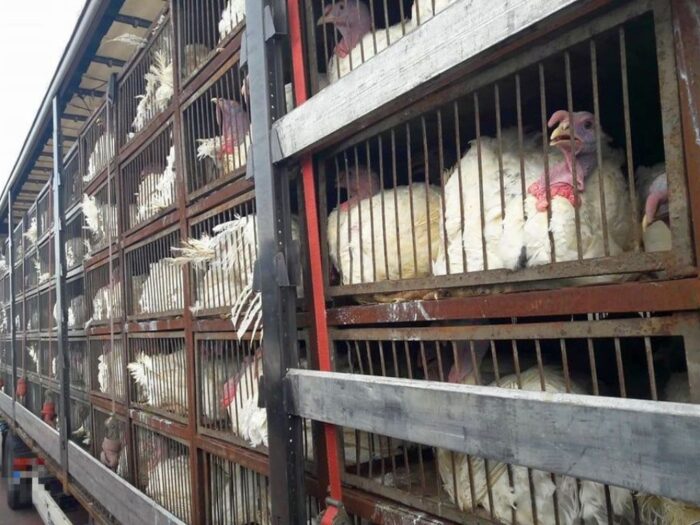 produkcja drobiu, rynek mięsa, komisja europejska