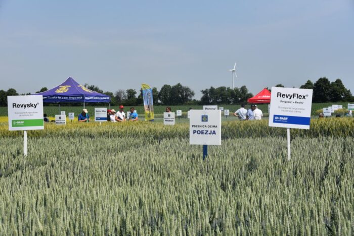 HR Strzelce, nowe odmiany HR Strzelce, Kepler, wirus żółtaczki rzepy, Bohun, Rambo, Impresja, BASF