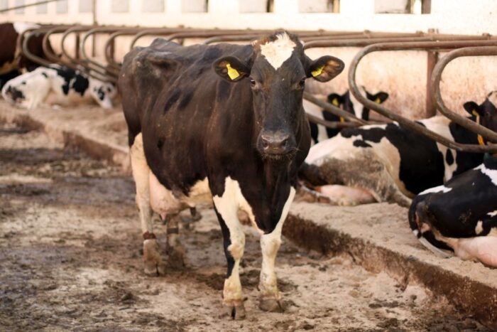 pasze dal zwierząt, Hiszpania, Włochy, wojna w Ukraoinie, zwierzęta gospodarskie