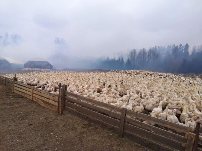 pożar budynku inwentarskiego, Świdrówko, KP PSP Olecko