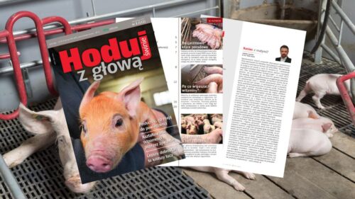Hoduj z Głową Świnie, trzoda chlewna, maciory, lochy, prosięta, warchlaki, tuczniki, żywiec wieprzowy, chlewnia