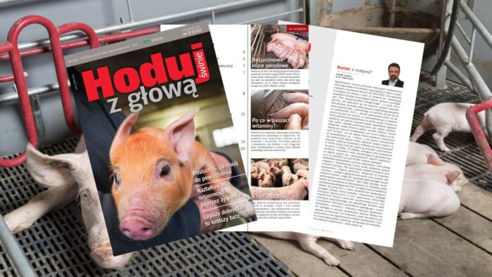 Hoduj z Głową Świnie, trzoda chlewna, maciory, lochy, prosięta, warchlaki, tuczniki, żywiec wieprzowy, chlewnia