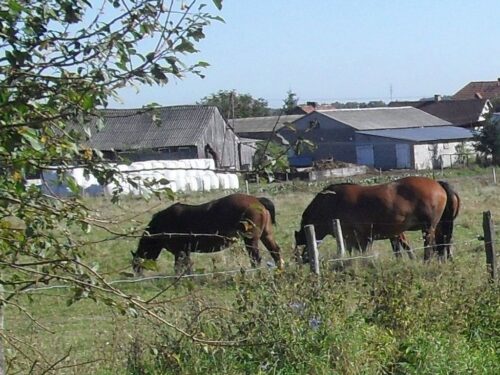 konie, klacz, zabicie konia