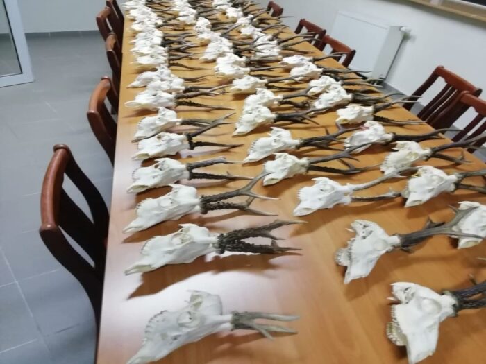 Kamieńsk, powiat radomszczański, trofea myśliwskie, prawo łowieckie, KPP Radomsko