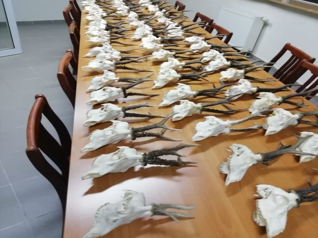 Kamieńsk, powiat radomszczański, trofea myśliwskie, prawo łowieckie, KPP Radomsko