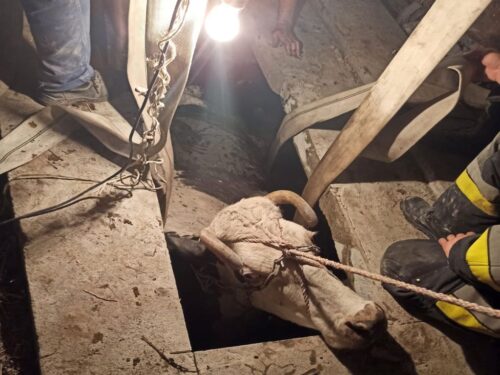 krowy w potrzasku, Jarosław Juszczyk, Radosław Gatkowski, Zaburze, powiat krasnostawski